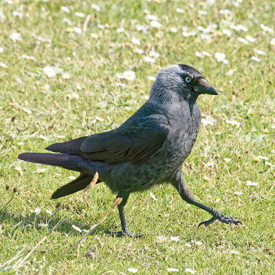 Jackdaw