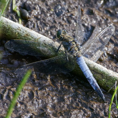 Black-tailed skimmer male ?