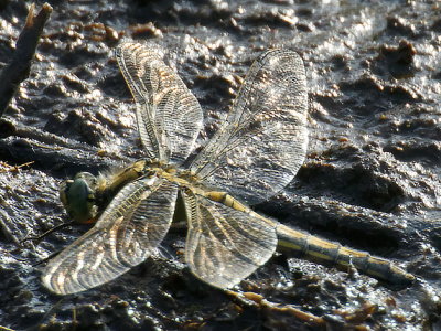 Black-tailed Skimmer female?