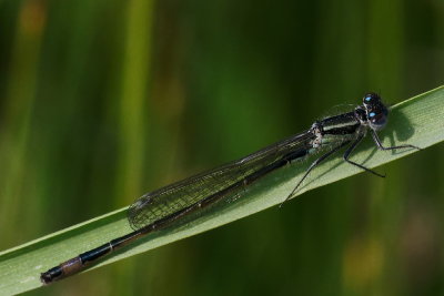 Blue-tailed damselfly M
