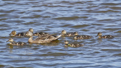 Mrs Duck and family