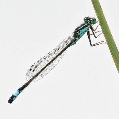 Blue-tailed damselfly M
