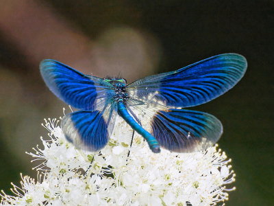 Banded demoiselle M