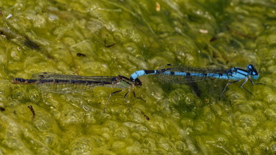 common blue damselfly pair