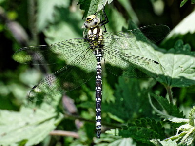 Southern hawker