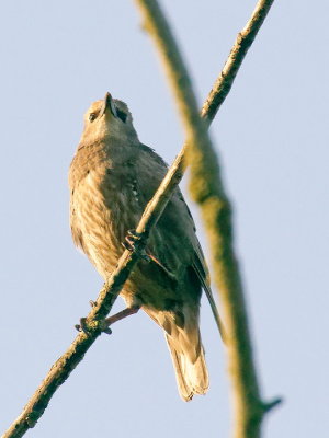 Starling fledgling