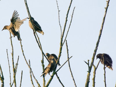 Starling fledglings 