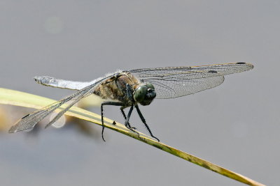 Broad-bodied skimmer (?)