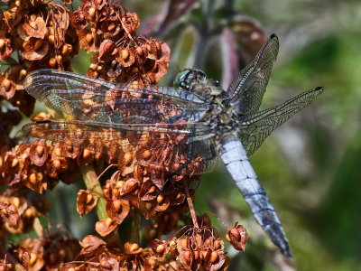 Broad-bodied skimmer (?)