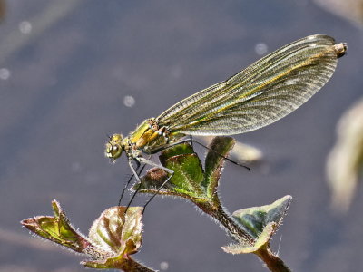 emerald beauty