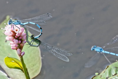 love in the lillies