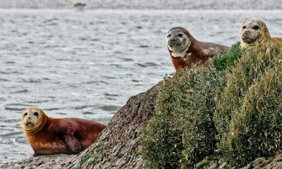 New season seals