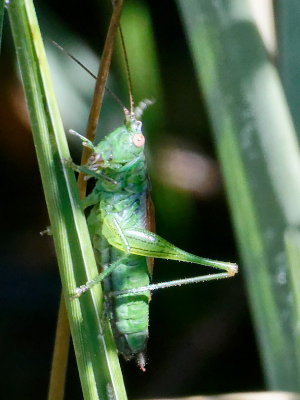 Speckled Bush Cricket