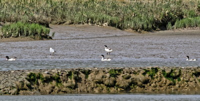 Shelduck