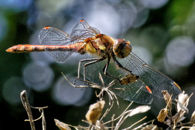 Common Darter M