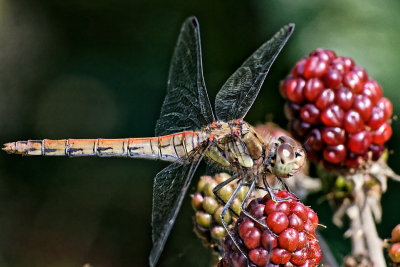 Common darter - immature M