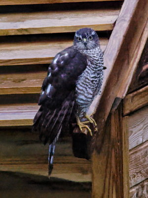 Sparrow Hawk