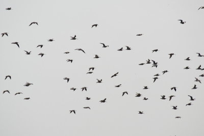 Curlew flock