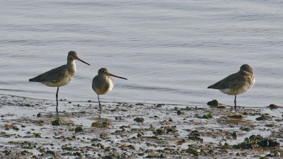 Godwit variations