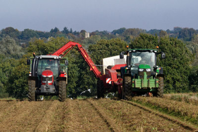 Harvesting beetroot