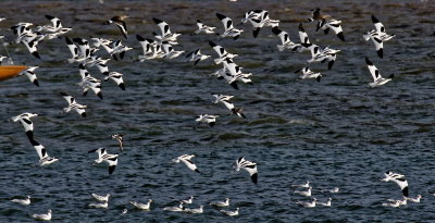 Avocets and friends