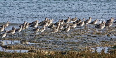 mostly Godwits...