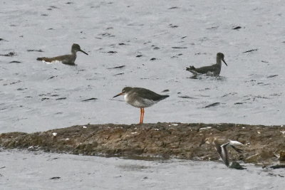 Spotted Redshanks? - ID correction welcome