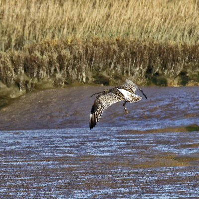 Curlew