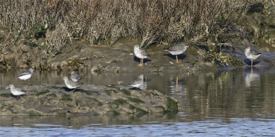 Redshank and friends