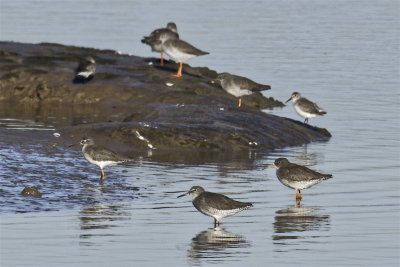 Redshanks and Dunlin