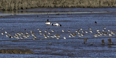 Lots of Dunlin and a few Shelducks