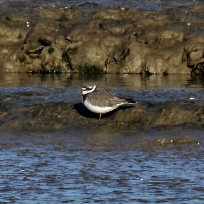 Lonesome ringed plover