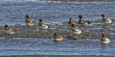 Group of Wigeon...