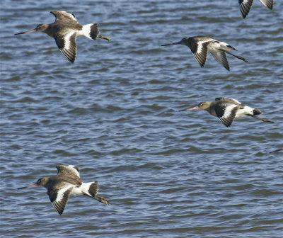 Godwits off to fresh mud