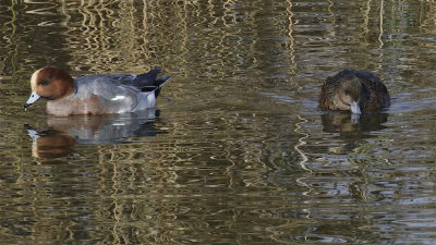 Wigeon pair