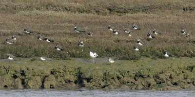 Mostly lapwings