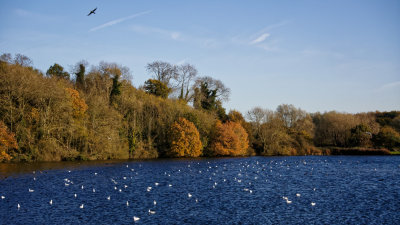 Loompit Lake - autumn