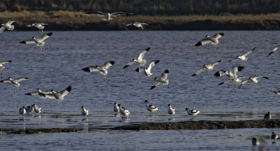 Avocets - its those birds again