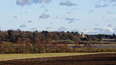 wintery feed