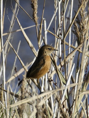 1st year female Stonechat