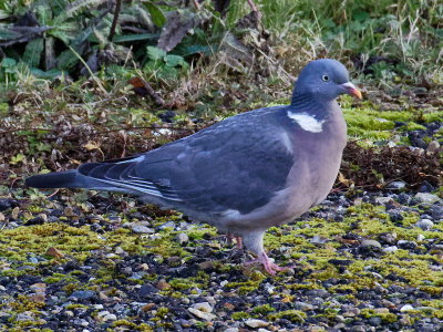 Wood Pigeon