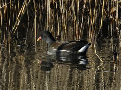 Moorhen