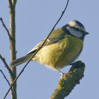 Blue tit