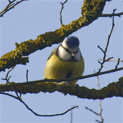 Blue tit