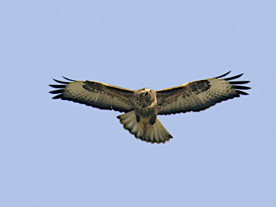 common buzzard