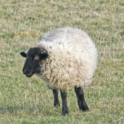 Hey! Its a Suffolk sheep