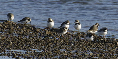 Bunch of Ringed Plover