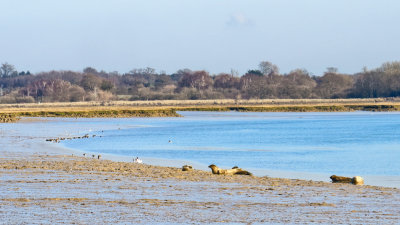 exploiting the mud-flats