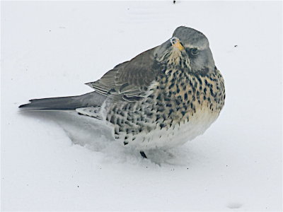 Fieldfare, or is it Snowscrap?