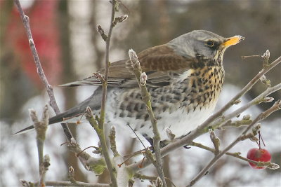 Fieldfare